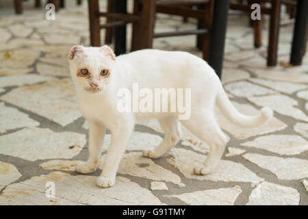 White cat on Ionian Greek island of Paxos with ears removed because of skin cancer - volunteer vets work on the island with the Stock Photo