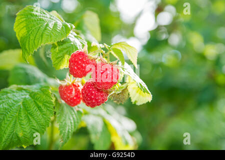 Ripe raspberry on branch Stock Photo