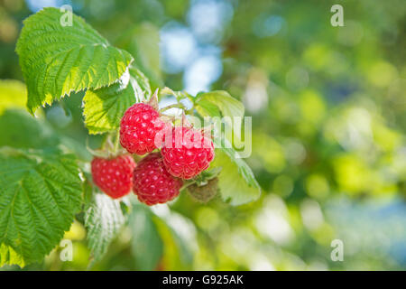 Ripe raspberry on branch Stock Photo
