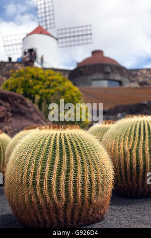 Cacti and windmill at the Jardin de Cactus Lanzarote Stock Photo