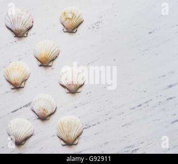Shells on white marble Stock Photo