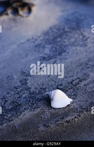 Close up view of Conch shell in white color. Close-up shot,  depth-of-field with blur background. Stock Photo
