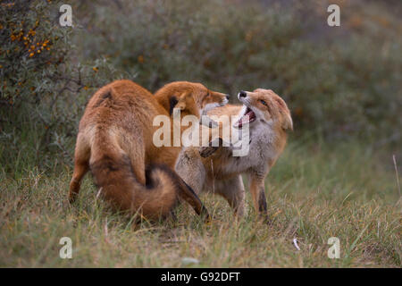 Rotfuchs (Vulpes vulpes), Duenen Nordholland, Niederlande Stock Photo