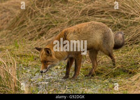 Rotfuchs (Vulpes vulpes), Duenen Nordholland, Niederlande Stock Photo