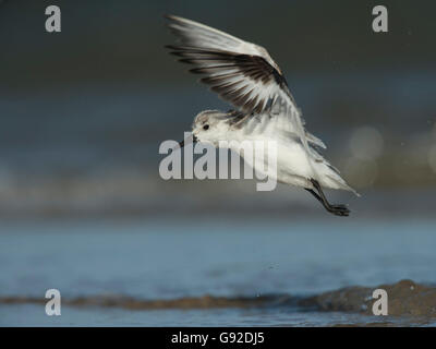 Sanderling (Calidris alba), Texel, Niederlande Stock Photo