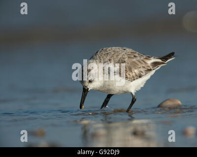 Sanderling (Calidris alba), Texel, Niederlande Stock Photo