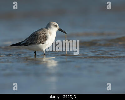 Sanderling (Calidris alba), Texel, Niederlande Stock Photo