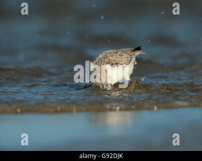 Sanderling (Calidris alba), Texel, Niederlande Stock Photo