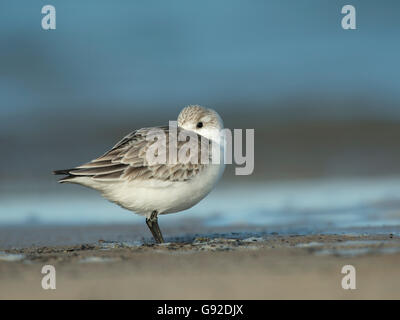 Sanderling (Calidris alba), Texel, Niederlande Stock Photo