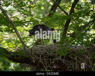 Schwarzstorch (Ciconia nigra) Stock Photo