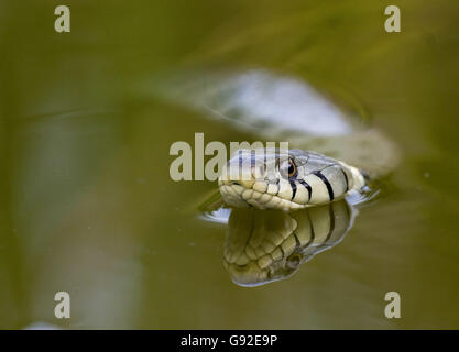 Grass Snake / (Natrix natrix) Stock Photo