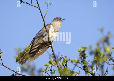 Common Cuckoo / (Cuculus canorus) Stock Photo