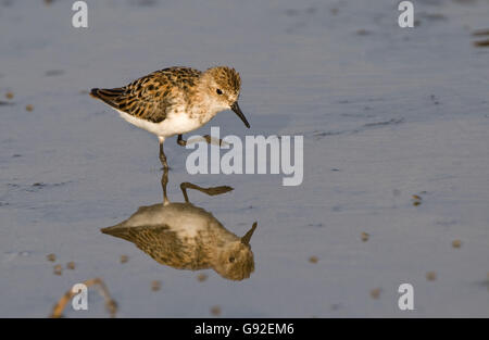 Little Stint, Greece / (Calidris minuta) Stock Photo