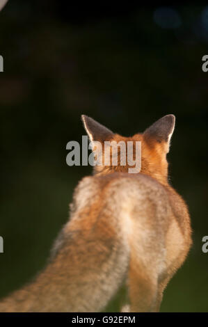 Red Fox / (Vulpes vulpes) Stock Photo