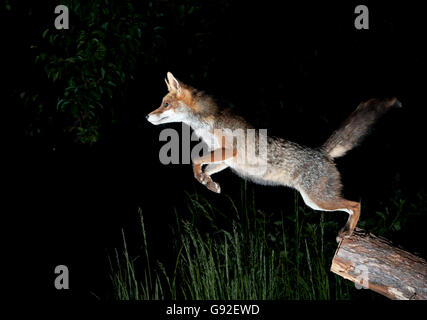 Red Fox / (Vulpes vulpes) / side Stock Photo