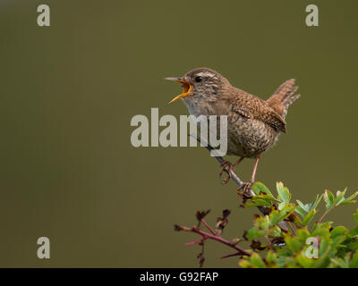 Common Wren (Troglodytes troglodytes) Stock Photo