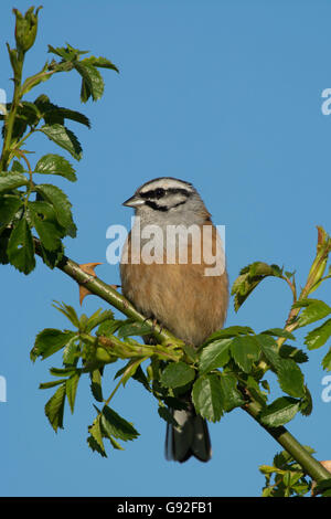 rock bunting (Emberiza cia), sitting on soil slope, Italy, South Tyrol ...