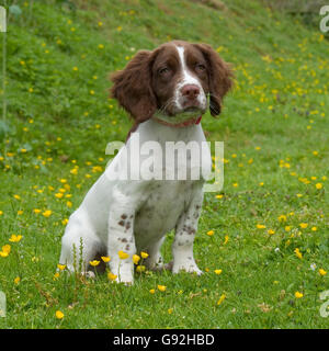 english springer spaniel puppy Stock Photo
