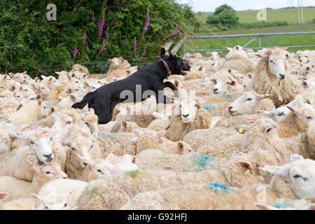 new zealand huntaway running across sheep backs Stock Photo