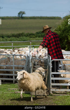 shepherd running sheep through a crush and race Stock Photo