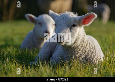 Texel Sheep, Lower Rhine, North Rhine-Westphalia, Germany Stock Photo