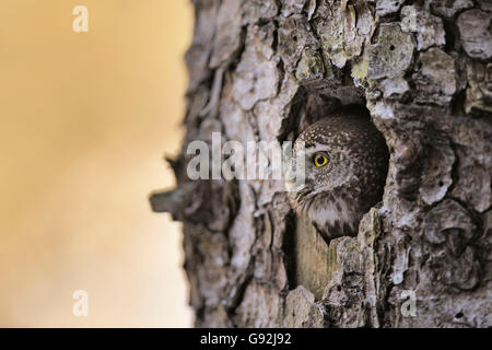 Pygmy Owl looking out of nesting hole / (Glaucidium passerinum) Stock Photo