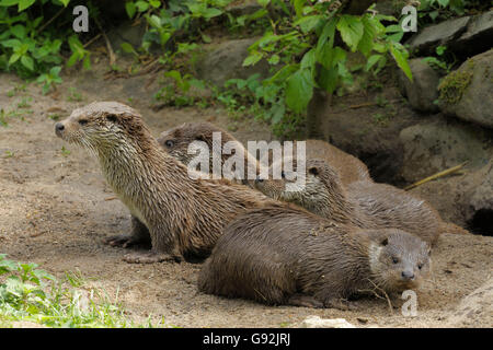 European River Otter with youngs / (Lutra lutra) Stock Photo