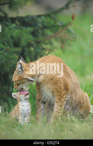 European Lynx with cub / (Lynx lynx, Felis lynx) Stock Photo