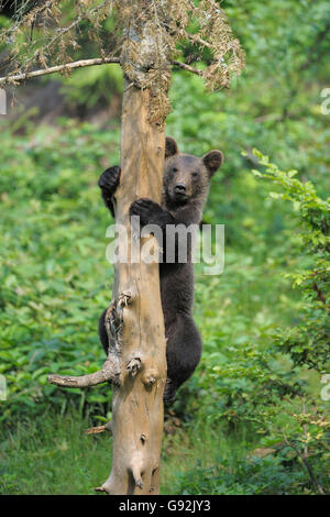 Brown bear cub climbs a tree. Natural habitat. In Summer forest ...