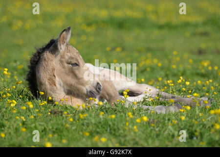 icelandic horse, foal, West Iceland, Iceland, europe Stock Photo