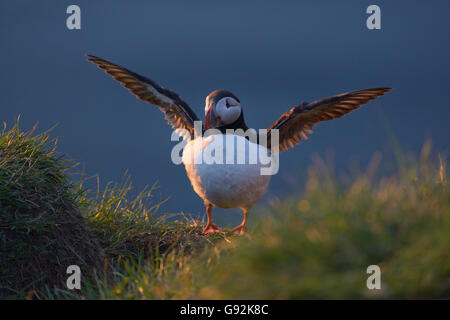 atlantic puffin, (Fratercula arctica), Borgarfjordur eystri, east Iceland, europe Stock Photo