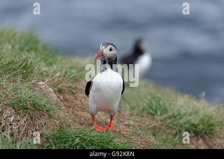 atlantic puffin, (Fratercula arctica), Borgarfjordur eystri, east Iceland, europe Stock Photo