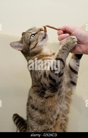 cat eating treats Stock Photo