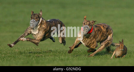 Rovers Row (left) and Moiniseal Eoin battle to turn the Hare at the National Hare coursing championships held at Clonmel race course in County Tipperary. Stock Photo