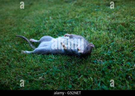 Dead rat lying on it's back on a garden lawn Stock Photo ...