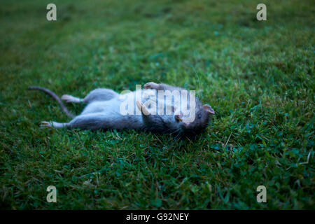 Dead rat lying on it's back on a garden lawn Stock Photo