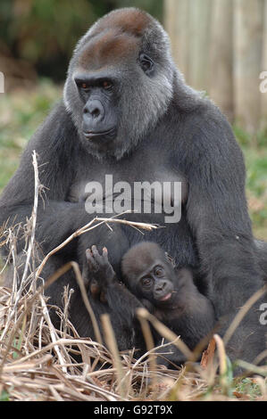 Romina, a rare Western lowland gorilla at Bristol Zoo Gardens with her baby boy Namoki. Romina underwent two ground-breaking operations in April 2002 and September 2003 in Bristol, which gave her sight for the first time in her life and she is looking forward to hanging out with her baby boy over the Christmas holiday. The 25-year-old was the first adult gorilla to undergo the treatment in Europe. Namoki, was born in May this year and, at around 21b (0.9kg) weighed the same as a bag of sugar. See PA story ANIMALS Gorilla. PRESS ASSOCIATION Photo. Photo credit should read: Barry Batchelor/PA Stock Photo