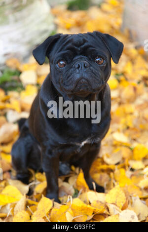 Black Pug sitting in yellow autumn leaves, Germany Stock Photo