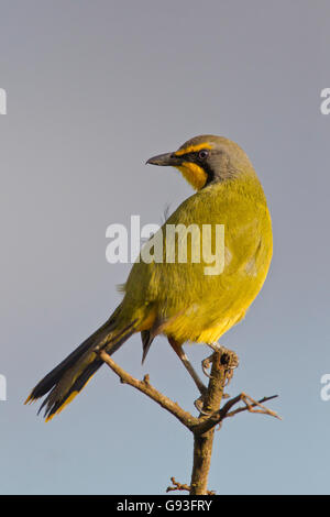 Bokmakierie (Telophorus zeylonus) at Addo Elephant Park, South Africa Stock Photo