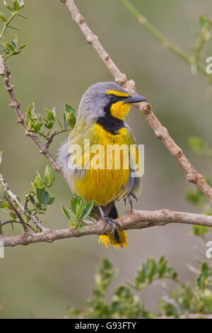 Bokmakierie (Telophorus zeylonus) at Addo Elephant Park, South Africa Stock Photo