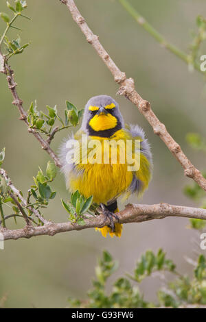 Bokmakierie (Telophorus zeylonus) at Addo Elephant Park, South Africa Stock Photo