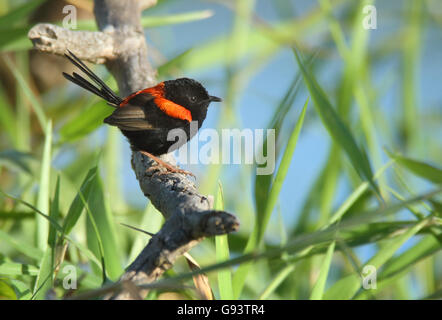 A male Red-backed Fairy-wren, Malurus melanocephalus, with green blue background and copy space. Stock Photo