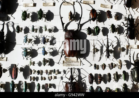 A collection of beatles from the Alfred Russel Wallace Collection on display at the Natural History Museum, London, Friday February 10, 2006. A chance discovery during an attic clear-out is believed to have completed a unique 150-year-old collection of insects assembled by Victorian natural scientist Alfred Wallace. See PA Story SCIENCE Wallace PRESS ASSOCIATION Photo. Photo credit should read: Andrew Parsons/PA Stock Photo