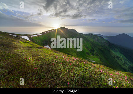 Magic pink rhododendron flowers in the mountains. Carpathian, Marmarosy ridge (located on the axis of the border between Romania Stock Photo