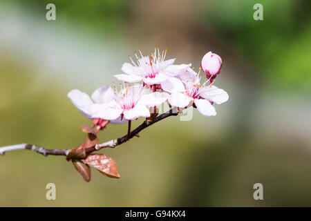 Blossoming season with pink plum blossoms Stock Photo