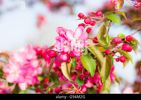 Spring time - flowering apple tree with pink blossoms. Stock Photo