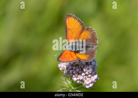 Purple-edged copper butterfly on valerian, Hesse, Germany, (Lycaena hippothoe), (Valeriana) Stock Photo