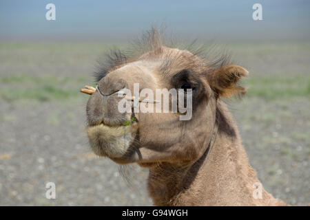 Bactrian camel, Oemnoe-Gobi, Mongolia, Ömnö-Gobi, (Camelus bactrianus) Stock Photo