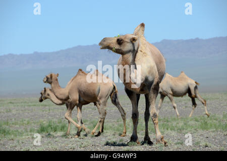 Bactrian camels, Oemnoe-Gobi, Mongolia, (Camelus bactrianus) Stock Photo