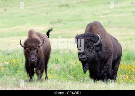 Buffaloe, male, female, Custer State Park, South Dakota, USA, (Bison bison) Stock Photo